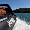 dog protected by the wind on an inflatable boat by a bow bimini