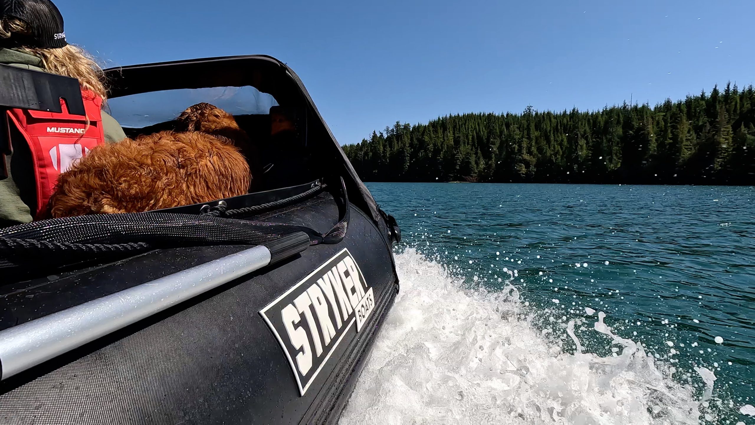 dog protected by the wind on an inflatable boat by a bow bimini