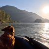 dog on an inflatable boat enjoying the view on a beautiful day on the waters of beautiful British Columbia