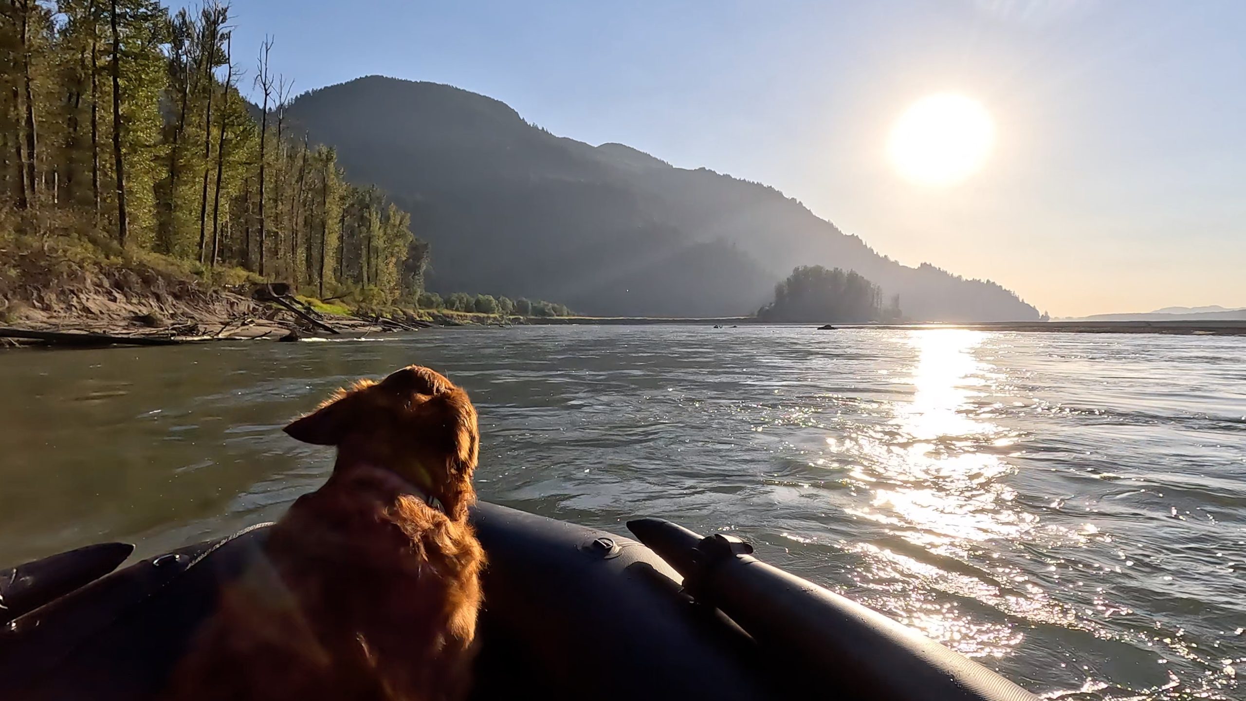 dog on an inflatable boat enjoying the view on a beautiful day on the waters of beautiful British Columbia